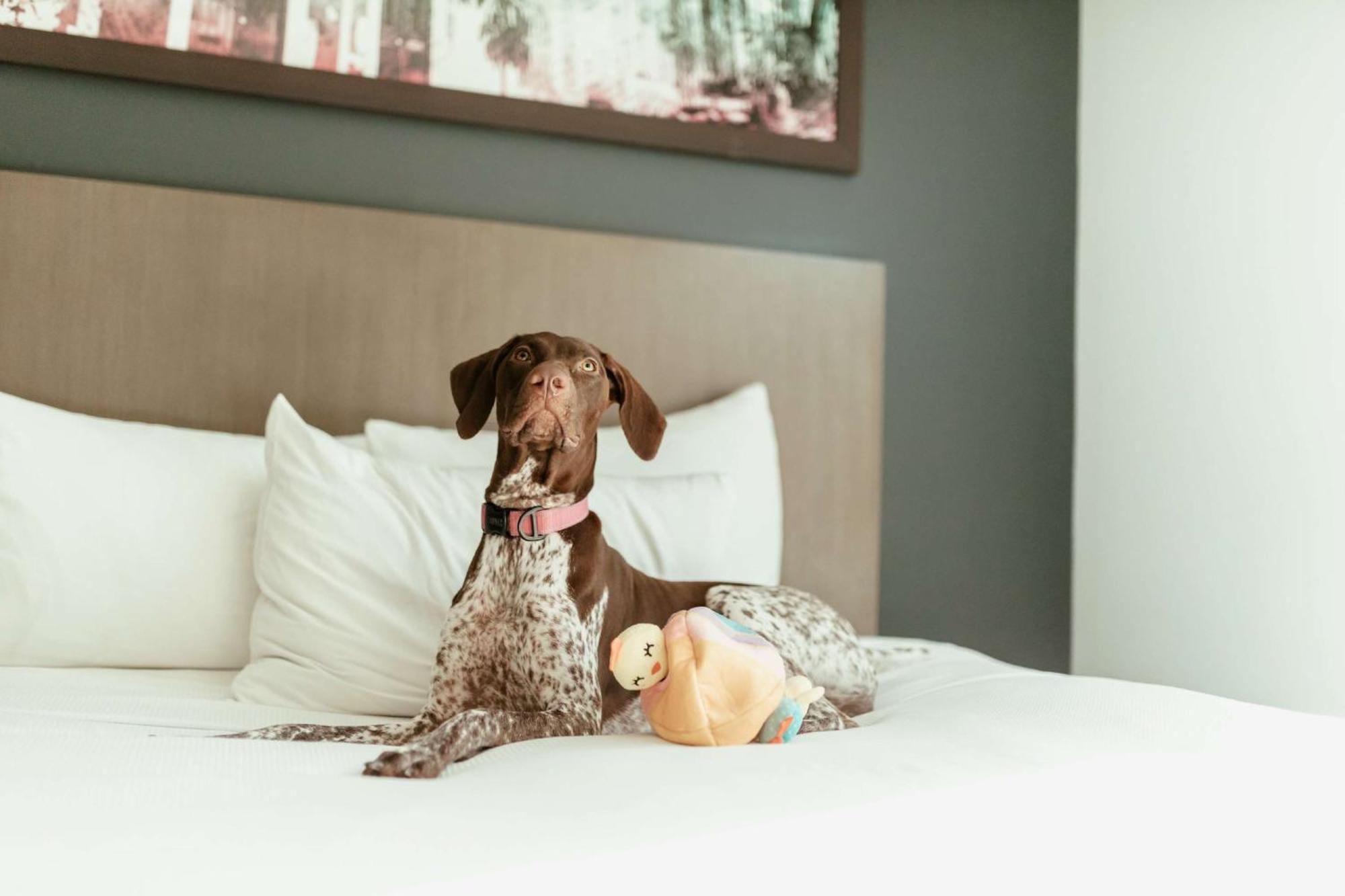 Hotel Hyatt House San Juan Zewnętrze zdjęcie